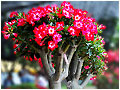 Rosy Adenium